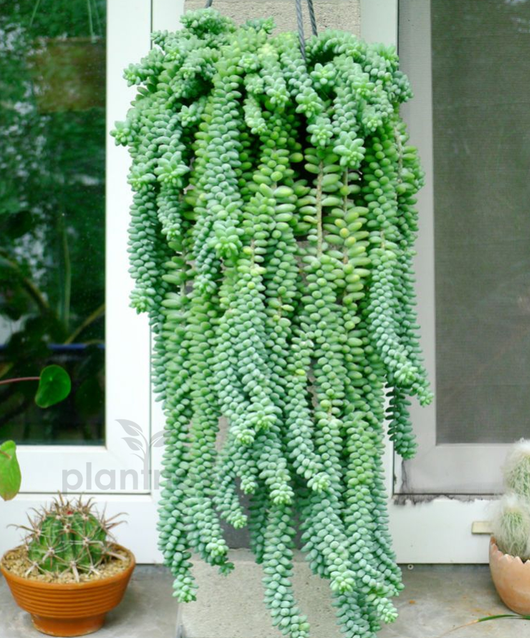 Buy Hanging Pot Burros Tail Plant Online in Dubai UAE